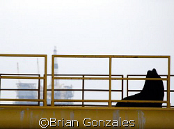 Bull on Oil Rig by Brian Gonzales 